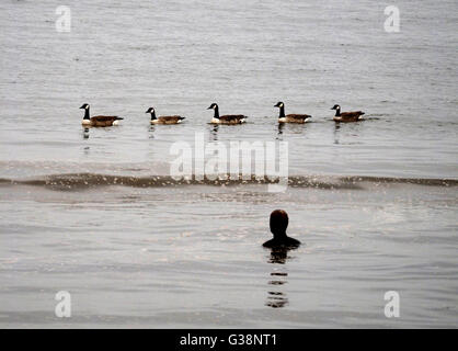 Crosby Beach, Merseyside, UK. 9th June, 2016. UK Weather: Warm muggy day at Crosby Beach Merseyside. UK 9th June. Dull but warm afternoon at Crosby Beach. Calm waters at high tide in the Mersey estuary. Credit:  Alan Edwards/Alamy Live News Stock Photo