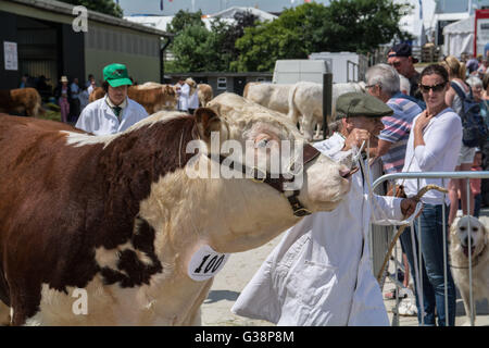 Wadebridge, Cornwall, UK. 9th June 2016. First day of a packed  Royal Cornwall show. Credit:  Simon Maycock/Alamy Live News Stock Photo