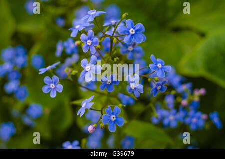Forget-me-not blue spring flowers in the garden closeup Stock Photo