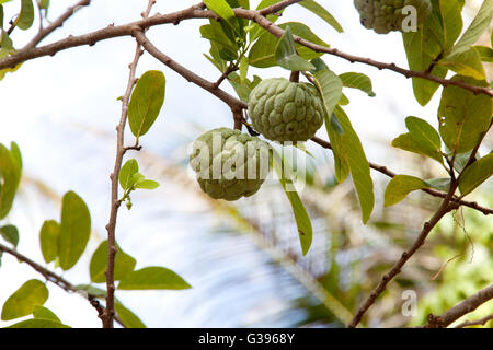 Annona squamosa or Custard apple fruit on tree in garden. Stock Photo
