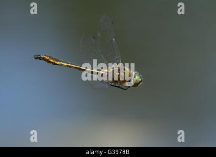 Downy emerald dragonfly (Cordulia aenea) in flight over heathland pond in Surrey. Stock Photo