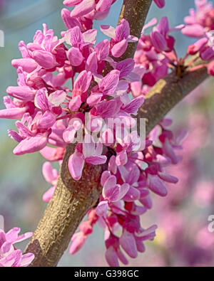 Close up of cherry blossoms on a branch  during the National Cherry Blossom Festival, at Tidal Basin, Washington, DC. Stock Photo