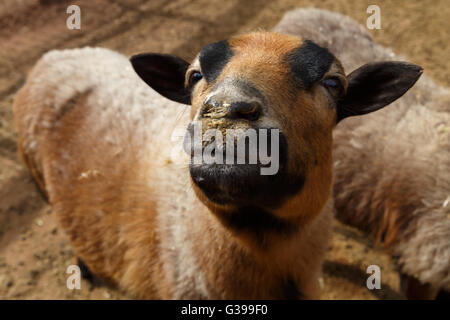 Close up detailed view of sheep living in a zoo. Stock Photo
