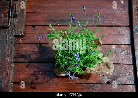 beautiful lavender plant on wooden background Stock Photo