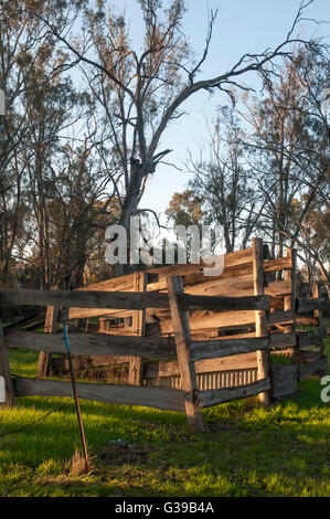 Abandoned sheep race amidst river redgum woodland in Echuca, Victoria, Australia Stock Photo