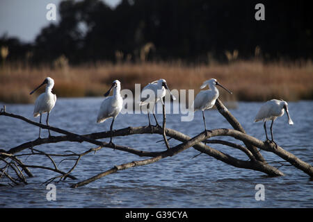 Spoonbills on a branch at Okarito lagoon, West Coast, New Zealand Stock Photo