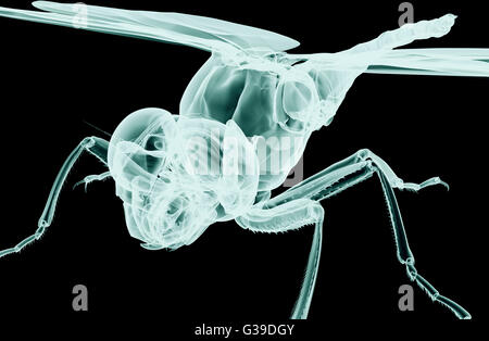 xray image of an insect isolated on black with clipping path Stock ...