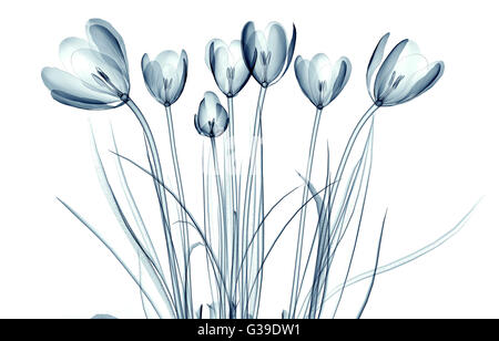 x-ray image of a flower  isolated on white, the crocus 3d illustration Stock Photo
