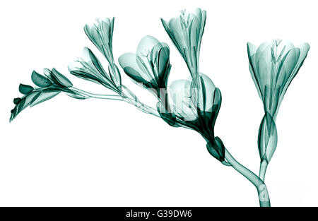 x-ray image of a flower  isolated on white, the Freesia 3d illustration Stock Photo