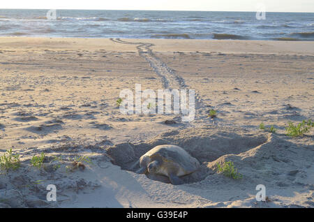 A Green sea turtle lays eggs in a nest along the beach at Cape Hatteras National Seashore at sunrise on Bodie Island, Nags Head, North Carolina. Stock Photo