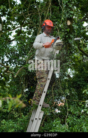 man up a ladder chain-sawing a tree Stock Photo
