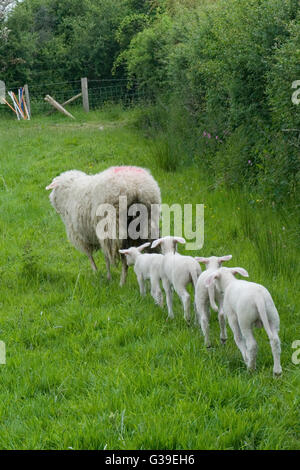 sheep with quadruplet lambs Stock Photo