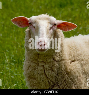 fresian sheep Stock Photo