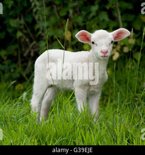 fresian lamb Stock Photo