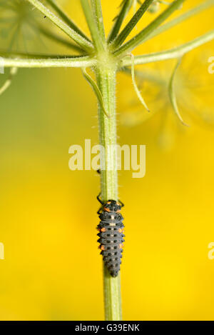 Macro of ladybug larva (Coccinella) on stem of umbellifer flower Stock Photo