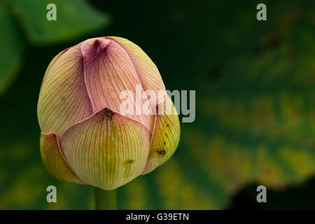 A beautiful closed tulip flower in pastel shades of pink and peach glistens
