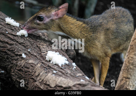 Lesser Mouse-Deer (Tragulus kanchil) in the Bioparc Fuengirola Stock Photo