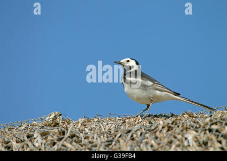 Male Pied Wagtail Motacilla alba on roof of thatched Norfolk Barn Stock Photo