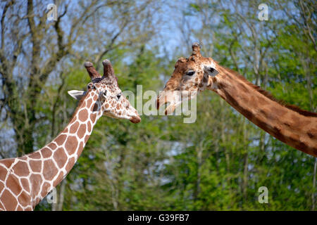 Closeup two giraffes (Giraffa camelopardalis) on green foliage background Stock Photo