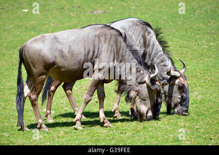 Two blue wildebeest (Connochaetes taurinus) grazing Stock Photo