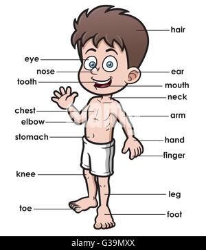 Vector illustration of Vocabulary part of body Stock Vector Image & Art ...