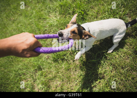 man plays with a little dog on the grass Stock Photo
