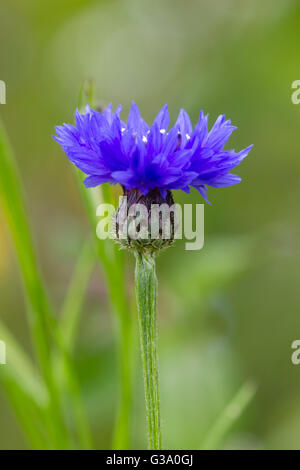 Single flower and stem of the annual blue cornflower, Centaurea cyanus Stock Photo