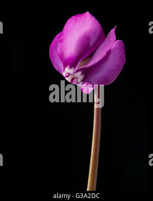 Eastern Sowbread; Cyclamen coum; black background; stem; Cornwall; UK Stock Photo