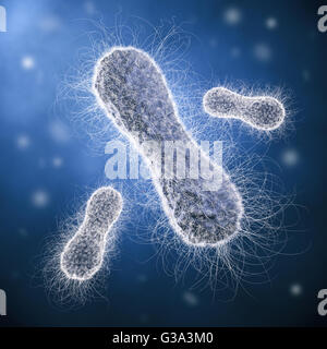 Rod-shaped bacteria Stock Photo