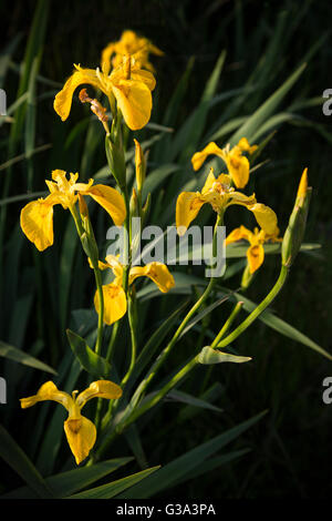 Iris pseudacorus. Yellow flag or yellow Iris or Water Flag or Lever Iris Stock Photo