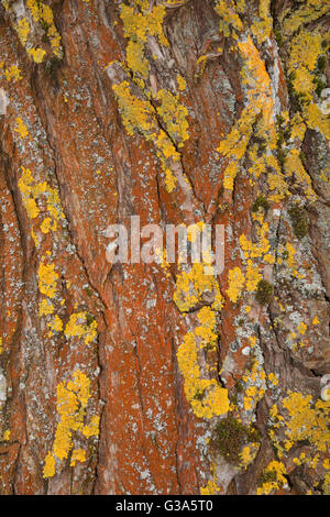 Rust-colored bark with yellow lichen Stock Photo