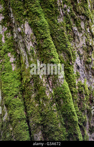 Moss on the Twisted Bark of Tree