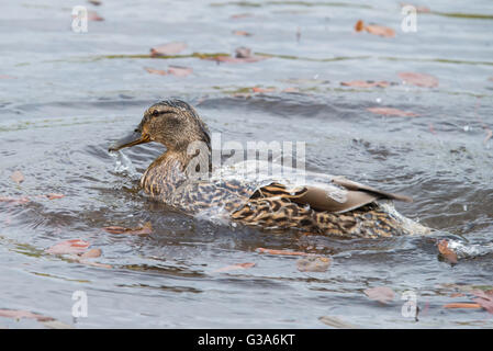 Mallard duck having a wash, water off a ducks back! Stock Photo