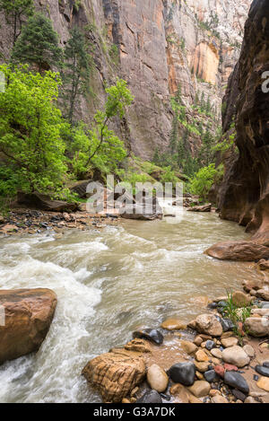 North Fork Virgin River in Zion Narrows, Zion National Park, Utah. Stock Photo