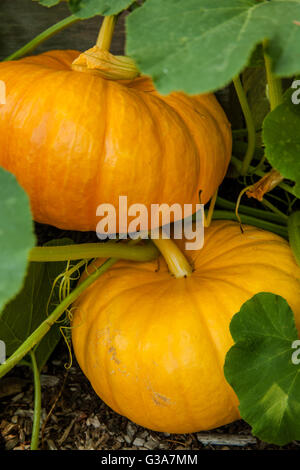 Pumpkins ready to harvest in a raised bed garden in Issaquah, Washington, USA Stock Photo