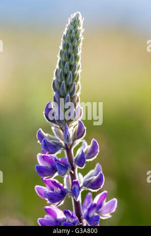 Lupine in bloom in Oregon's Wallowa Valley. Stock Photo