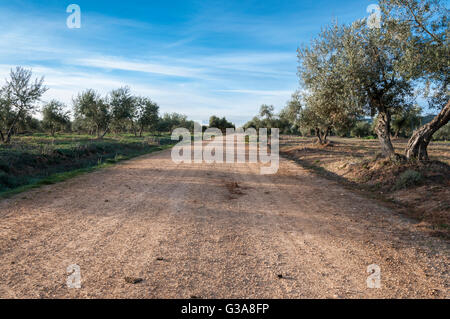 Dirt road between olive groves in an agricultural landscape in La Mancha, Ciudad Real Province, Spain Stock Photo