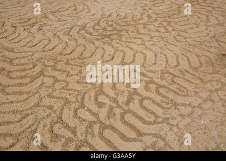 random tire tracks from heavy construction equipment in sand Stock Photo