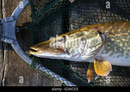 pike fish in landing net caught with spinner lure Stock Photo - Alamy