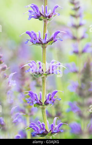 Salvia x sylvestris rugen. Wood sage 'Rugen' Stock Photo