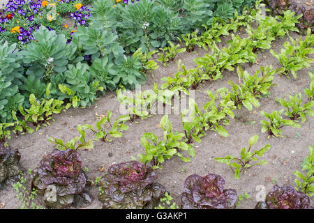 Young beetroot plants in rows planted in a vegetable garden Stock Photo