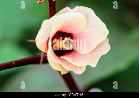 Closeup carpel and pink flower blossom on tree of Jamaica Sorrel or Hibiscus Sabdariffa in Thailand Stock Photo