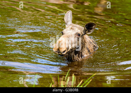 Moose (Alces alces). Close up portrait of a cow in the water. Some grass visible in the foreground. Stock Photo