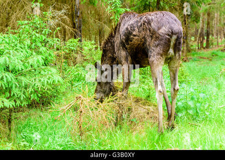 Moose (Alces alces). Cow seen from behind as she is grazing among some young spruce plants in the forest. Stock Photo