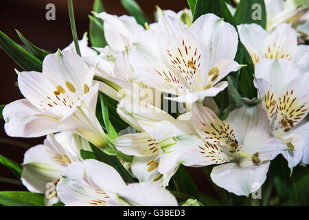 Festive bouquet of beautiful white hibiscus flowers. Big petals and pistil. Beauty in nature. Wedding bouquet. Natural decoratio Stock Photo