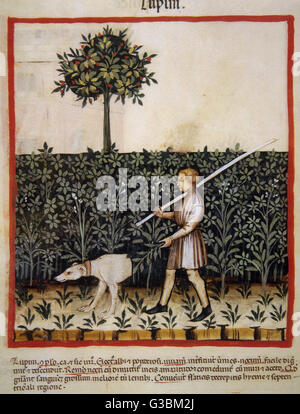 Tacuinum Sanitatis. 14th century. Medieval handbook of