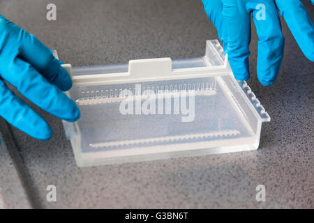 Biologists in the laboratory during the electrophoresis for the detection of DNA. Stock Photo