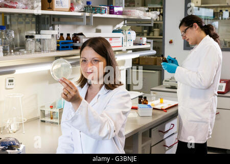 Biologists consider cultures in a Petri dish. Stock Photo