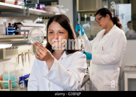 Biologists consider cultures in a Petri dish. Stock Photo