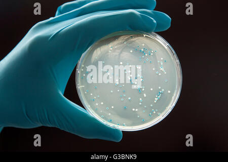 Bacteria culture in a Petri dish Stock Photo